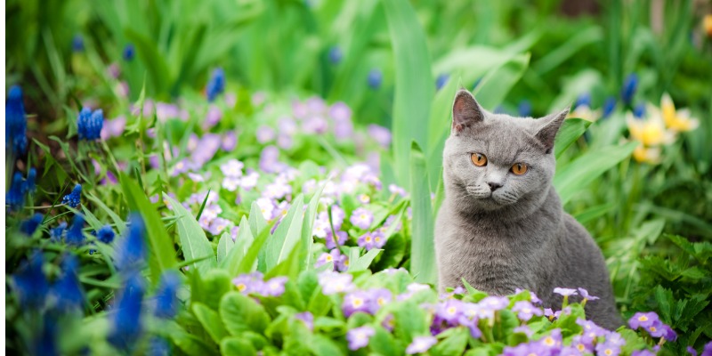 cat safe plants