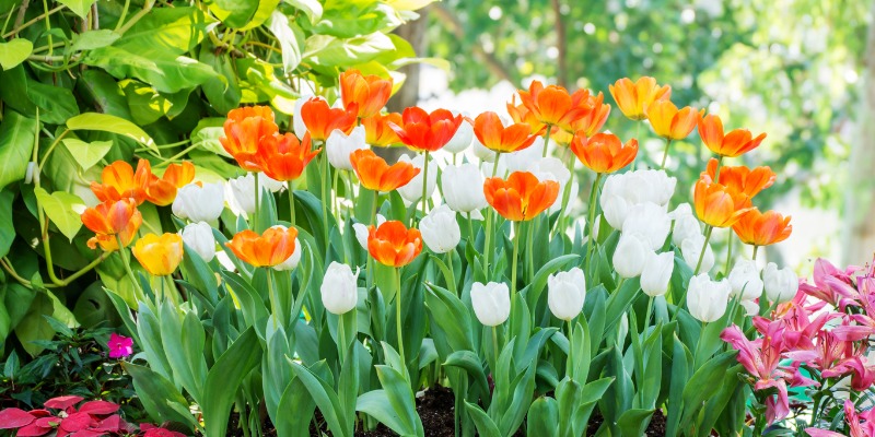 Tulips in garden bed 