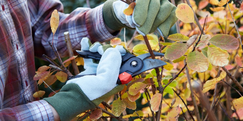 Man pruning bush