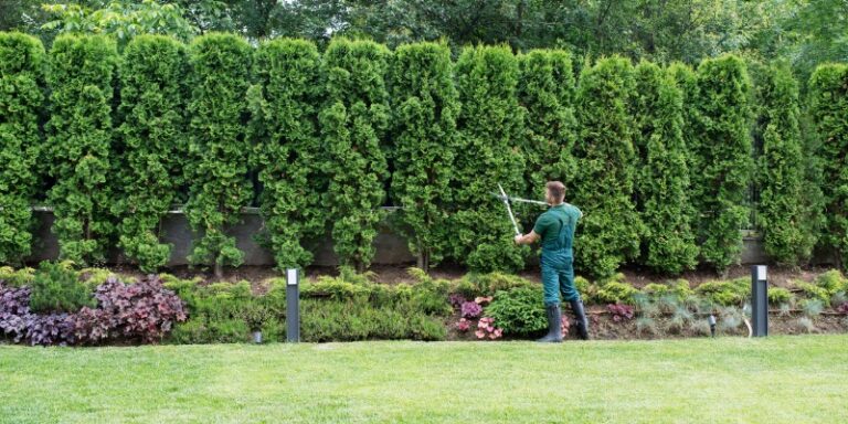Professional Gardener Trimming Hedge