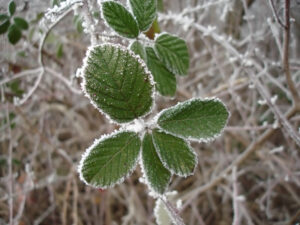 Frosty Blackberry