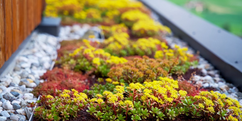 Green Roof