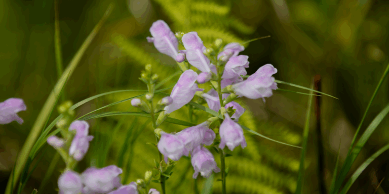 The Best Landscaping Plants for Southern Ontario