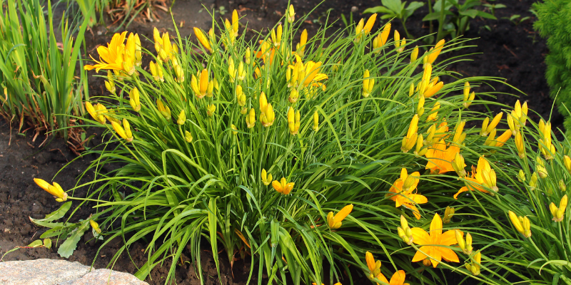 Daylily (Hemerocallis spp.)
