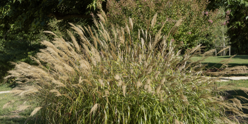 Miscanthus Grass (Miscanthus sinensis)
