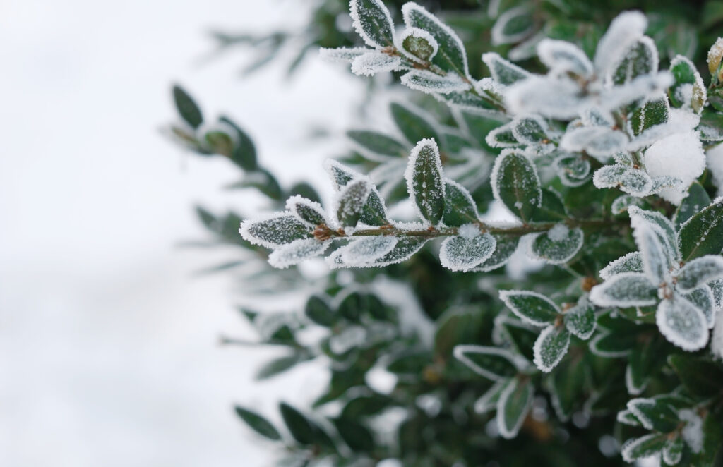 frozen plants 