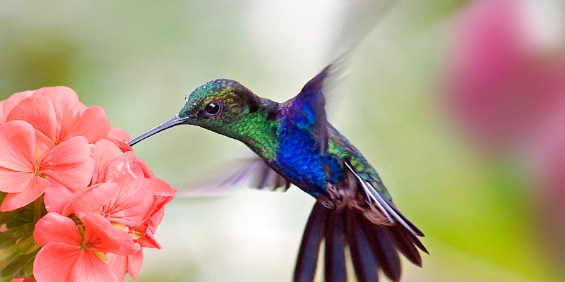 hummingbird with pollinator plant 