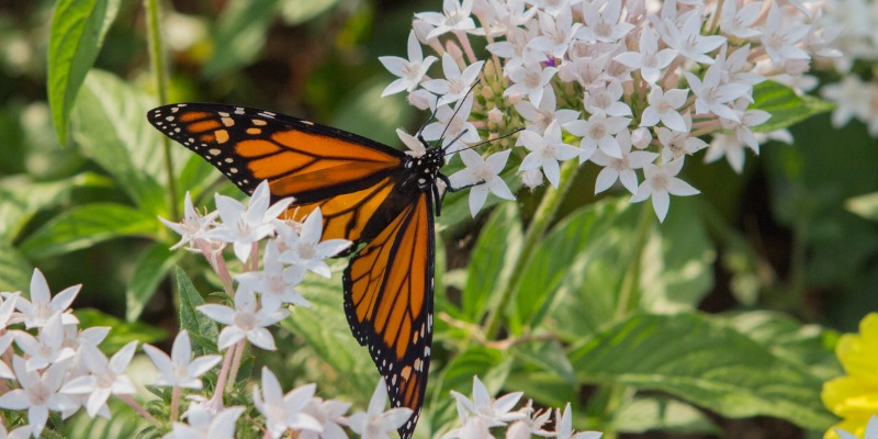 monarch butterfly on a pollinator plant