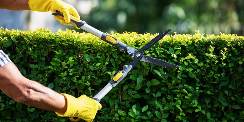 Man with a gloved hand pruning a shrub