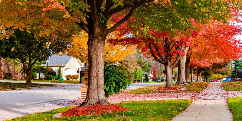 Street lined by trees in the fall