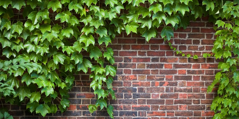 brick wall covered in ivy