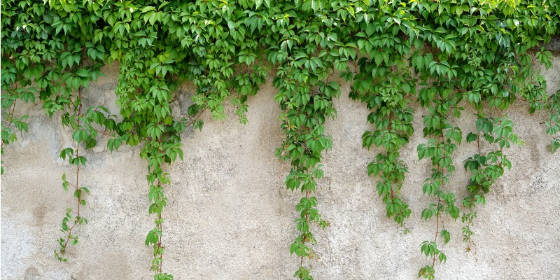 climbing plants