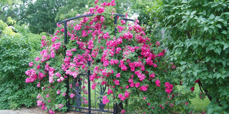 Climbing roses