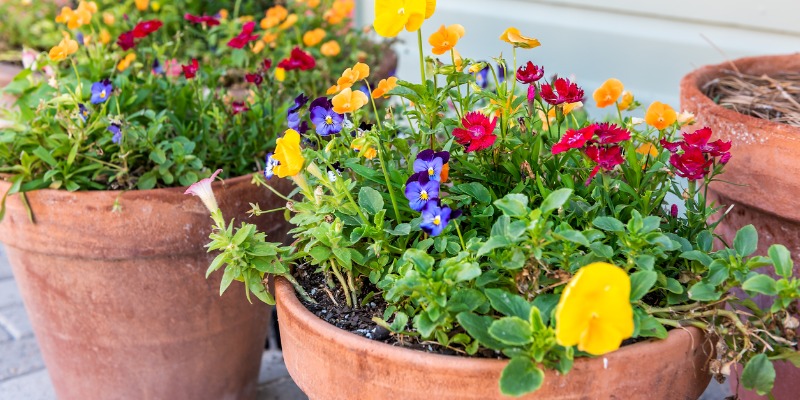 Pot of flowers