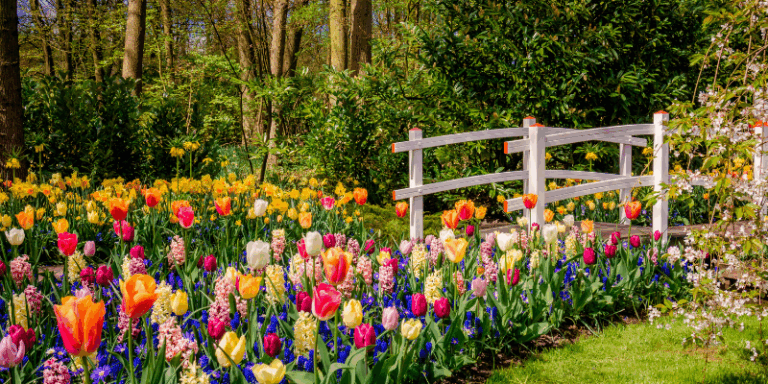 Bursting with Colour: The Power of Planting Bulbs in Your Landscape