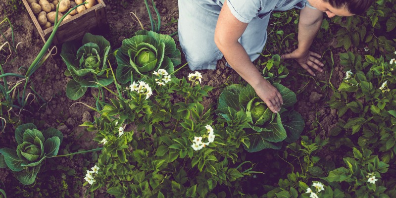 Young lady gardening at home