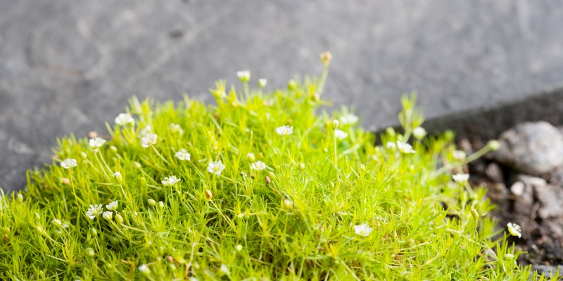 Irish moss close up