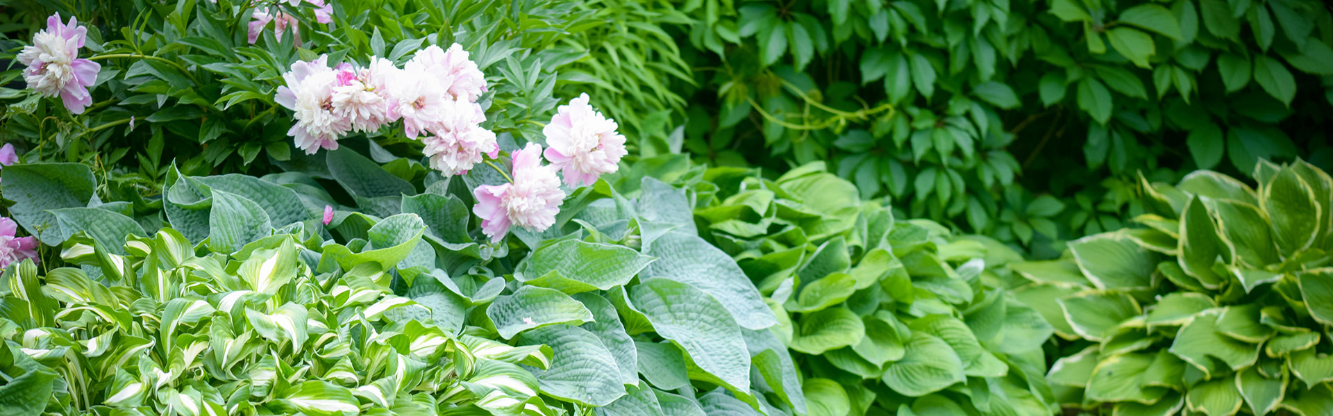 front and back yard garden care in toronto