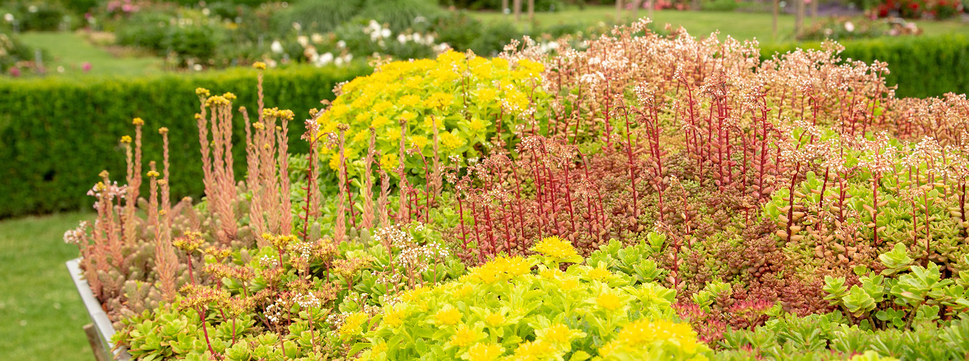 living rooftop garden in toronto