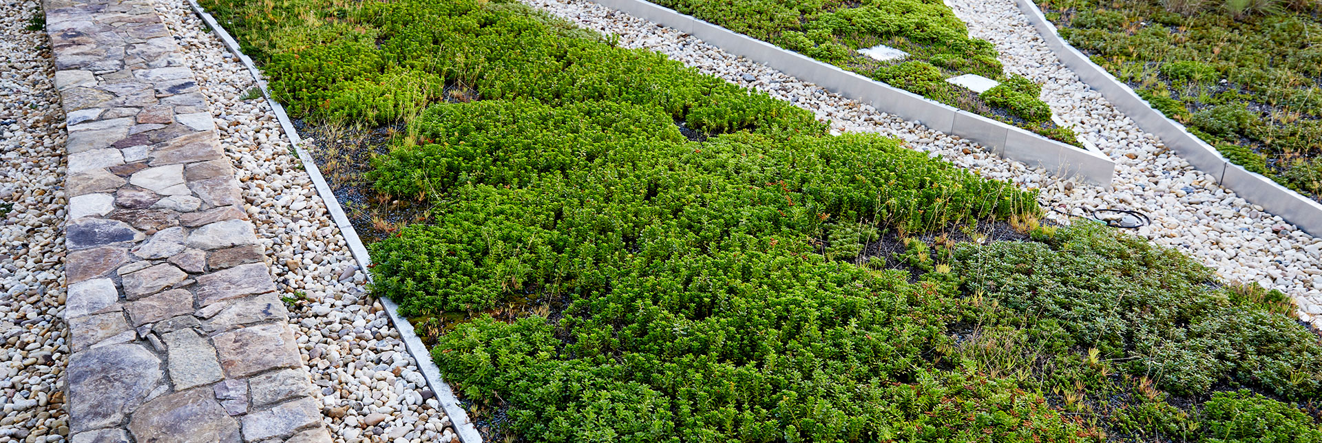 green roof garden on toronto home