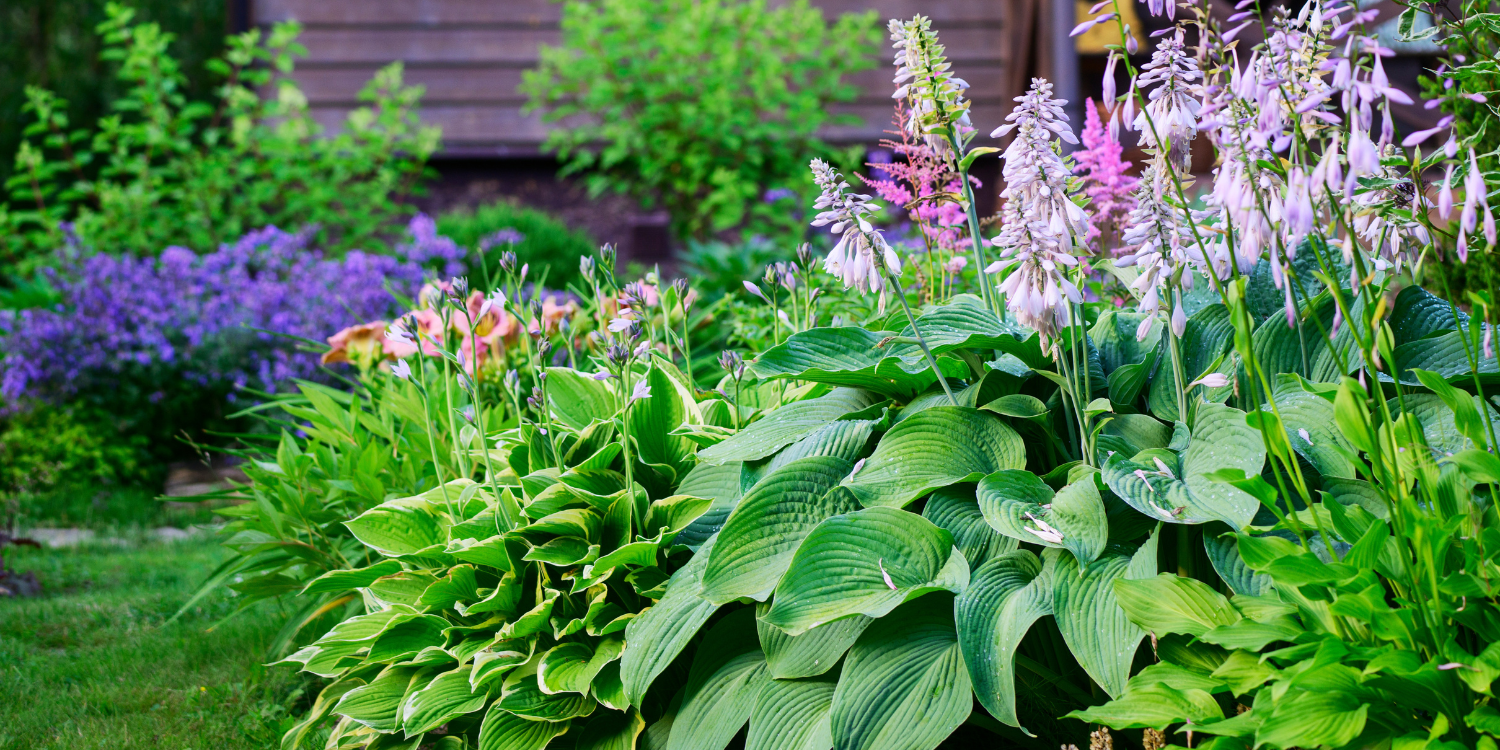 Diverse Garden in Summer with Purple and Pink flowers - How to Select Plants for a Sustainable, Low-Maintenance Garden Using Microclimates