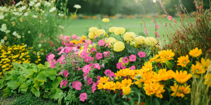 The Ultimate Guide to Dividing Perennials for a Thriving Garden