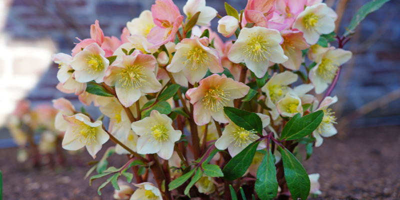 Hellebores (Winter Rose) 