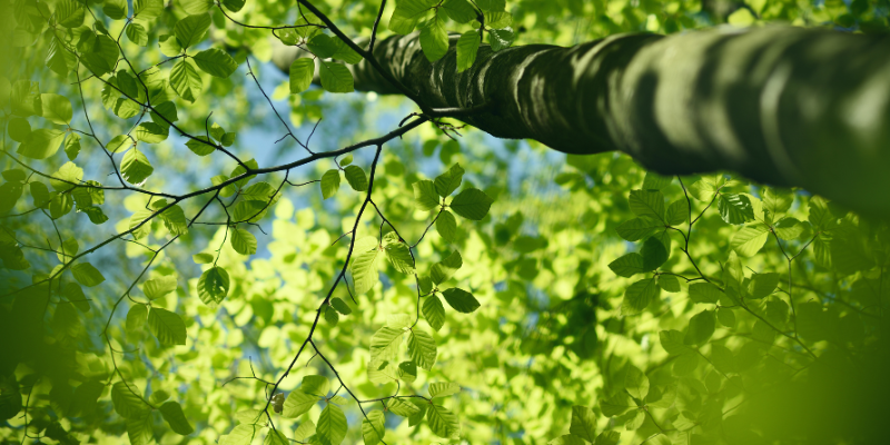 New Threats to Your Beech Trees: What Every Ontario Homeowner Should Know