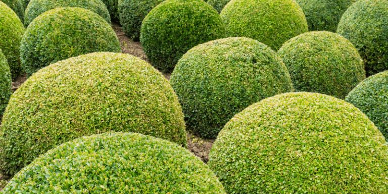boxwood hedges and decorative shrubs